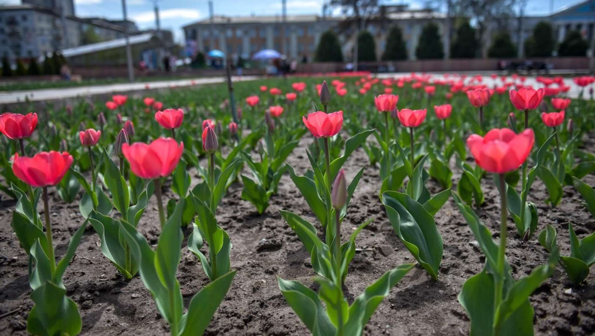 Будут ли цвести тюльпаны весной. Филармония тюльпаны Кыргызстан. Тюльпан Minsk. Парк Царицыно тюльпаны цветение. Тюльпаны Бишкек Спутник.