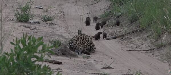 Маленький мангуст обвел вокруг пальца неопытного леопарда — видео - Sputnik Кыргызстан