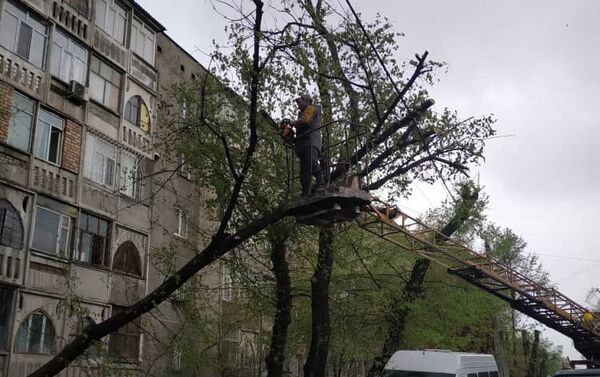 В Бишкеке сегодня утром рухнули три дерева, повреждены электролинии и подтопило некоторые дороги - Sputnik Кыргызстан