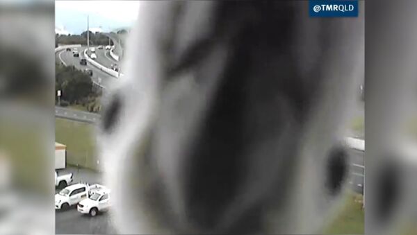 Жол эрежесин көзөмөлдөгөн камерага фотосессия өткөргөн тоту куштун видеосу - Sputnik Кыргызстан