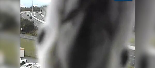 Жол эрежесин көзөмөлдөгөн камерага фотосессия өткөргөн тоту куштун видеосу - Sputnik Кыргызстан