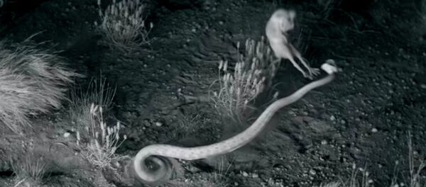 Сплинтер существует? Крысы применяют приемы ниндзя против змей — видео - Sputnik Кыргызстан