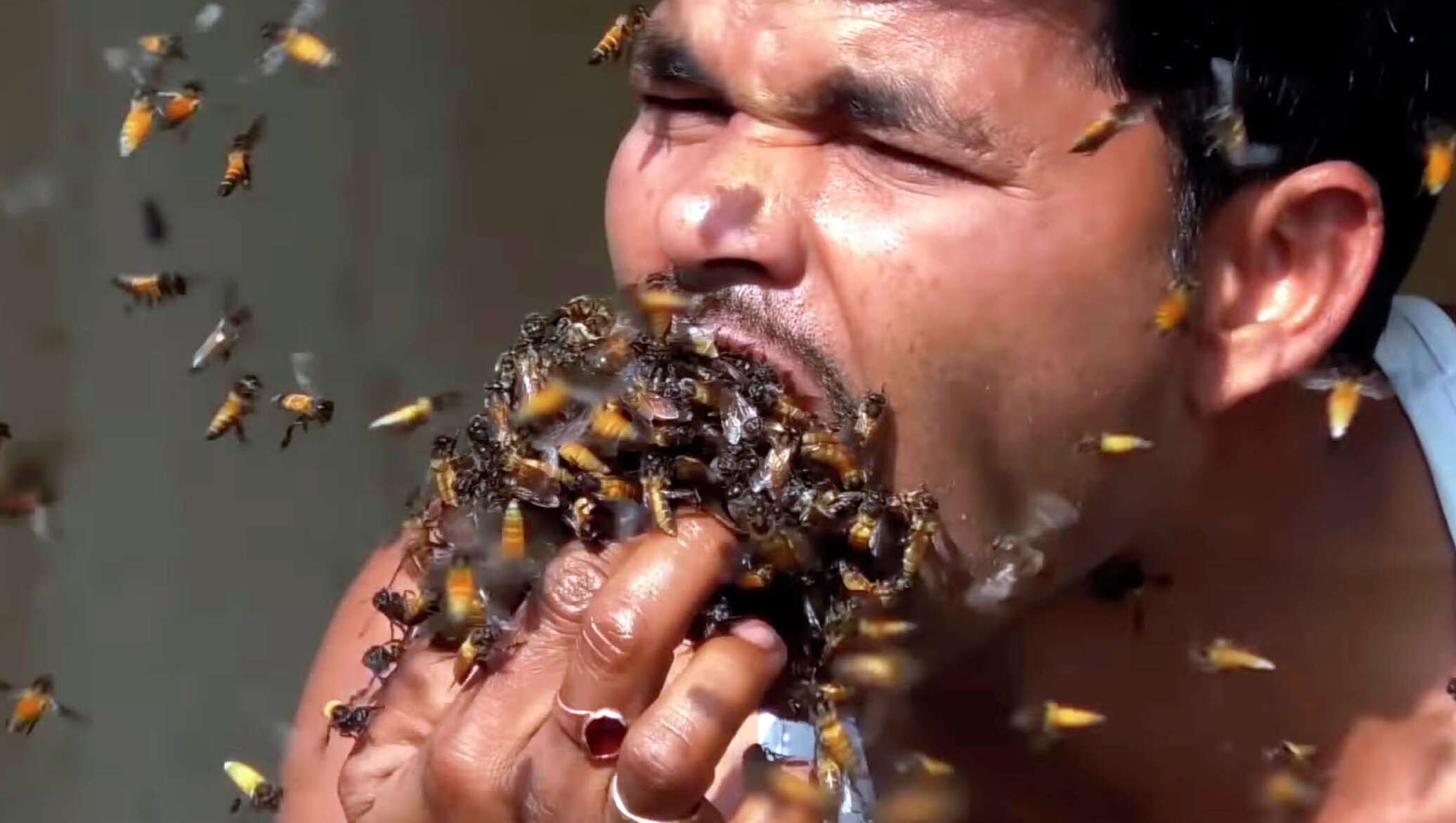 Фото лица пчелы