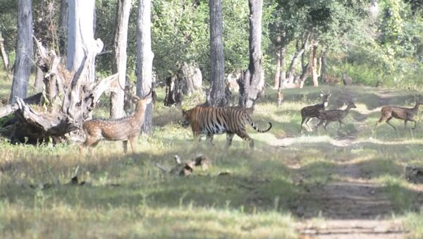 Как на картине рая — на видео попал тигр, гуляющий среди оленей - Sputnik Кыргызстан