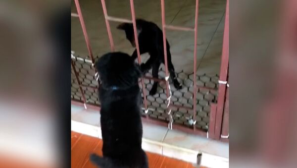 Котенок помогает пухлому щенку забраться в дом — милое видео - Sputnik Кыргызстан