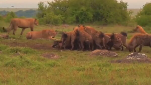 Прайд львов сошелся в ожесточенной схватке со стаей гиен. Видео - Sputnik Кыргызстан