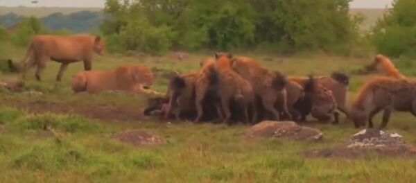 Прайд львов сошелся в ожесточенной схватке со стаей гиен. Видео - Sputnik Кыргызстан