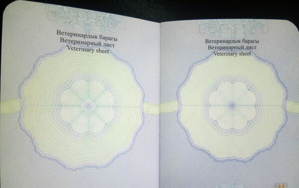 Алгыр кушуна паспорт алам деген жеке жана юридикалык жактар 2019-жылдын август айына чейин арыз менен кайрылса болот.  - Sputnik Кыргызстан