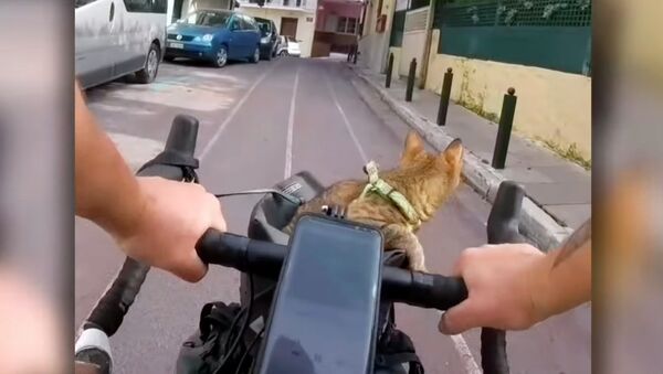 Вы ему позавидуете — бездомный котенок путешествует с велосипедистом. Видео - Sputnik Кыргызстан