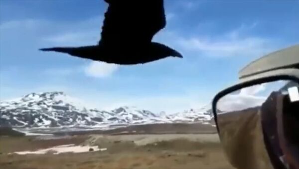 Акыры алып тынды! Айдоочунун карганы тойгузган видеосу - Sputnik Кыргызстан