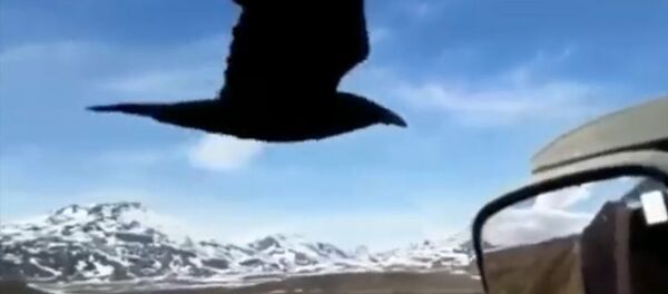 Акыры алып тынды! Айдоочунун карганы тойгузган видеосу - Sputnik Кыргызстан