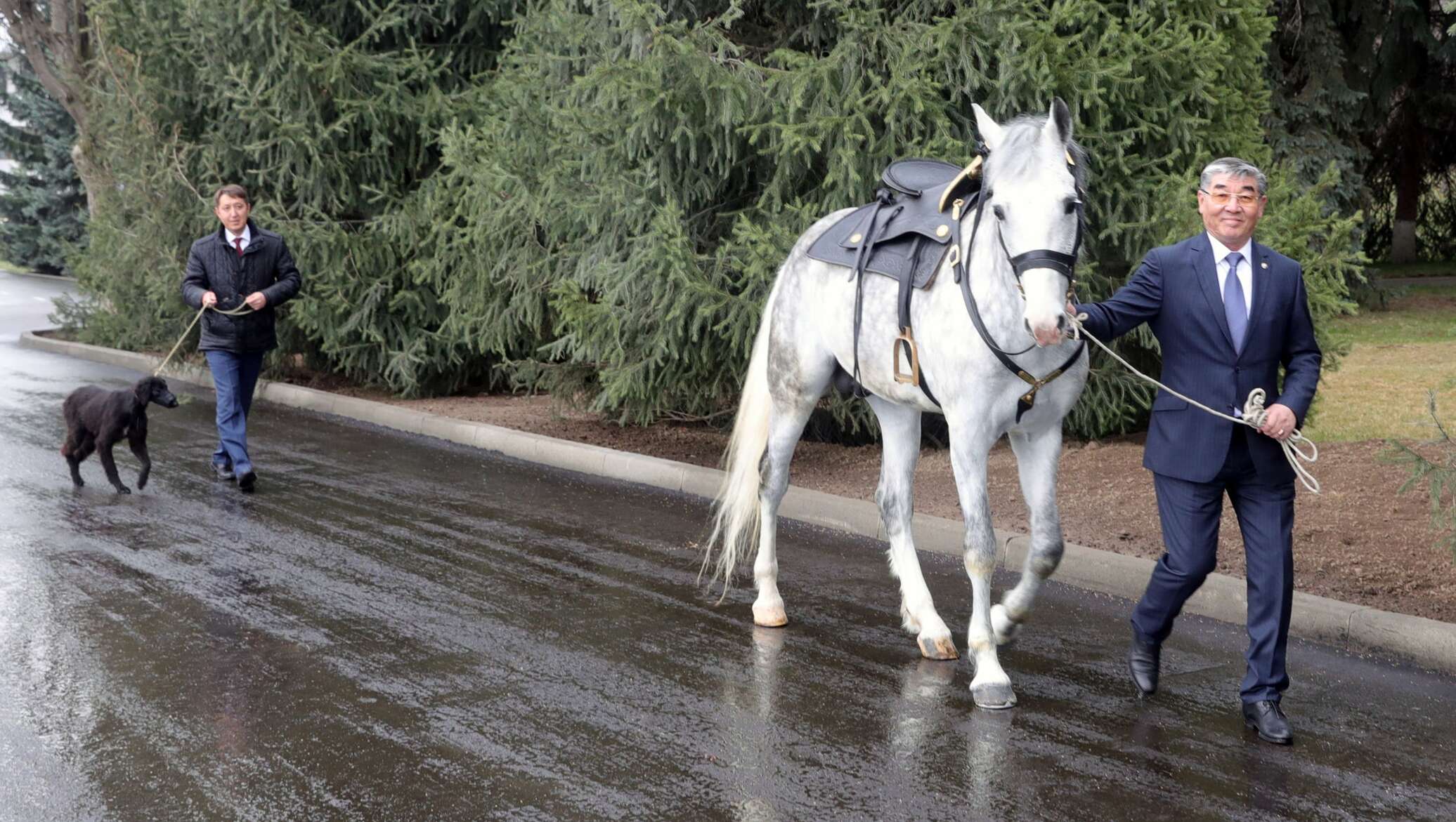 Подари лошадку. Тайган (Киргизская борзая) Шерхан Путина. Тайган собака Путина. Президентская лошадь.