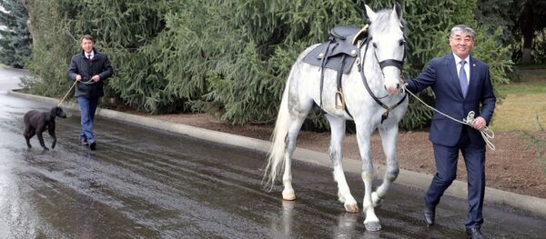Орловский скакун и щенок породы тайган по кличке Шерхан, подаренные президенту РФ Владимиру Путину президентом КР Сооронбаем Жээнбековым в Бишкеке. - Sputnik Кыргызстан