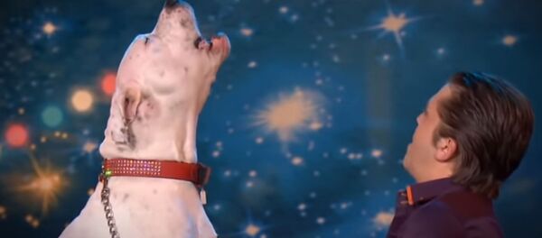 Үн созгону бир укмуш! Хьюстон менен жарыша ырдаган иттин видеосу - Sputnik Кыргызстан