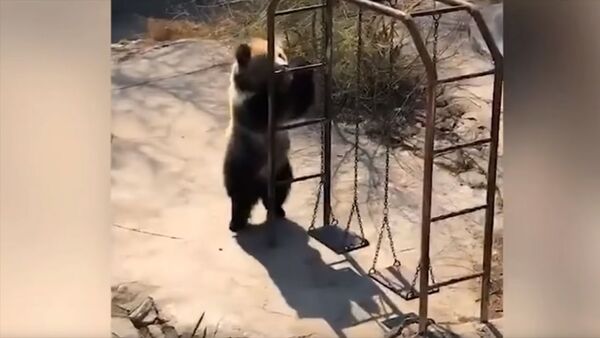 Медведица из Китая стала звездой интернета, станцевав диско. Видео - Sputnik Кыргызстан