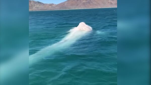 На видео попал редкий кит-альбинос — видео из Мексики - Sputnik Кыргызстан