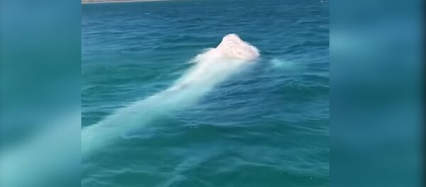 На видео попал редкий кит-альбинос — видео из Мексики - Sputnik Кыргызстан