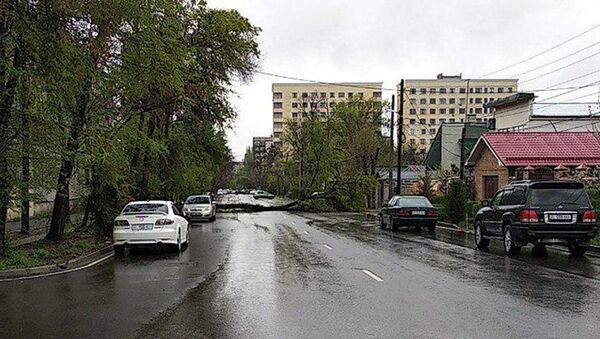 В Бишкеке на проезжую часть улицы Тыныстанова упало дерево - Sputnik Кыргызстан