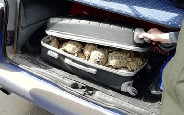 Молодой человек ехал в Челябинск на автомобиле Volkswagen, чемодан со 131 живой черепахой пограничники нашли в багажнике. - Sputnik Кыргызстан