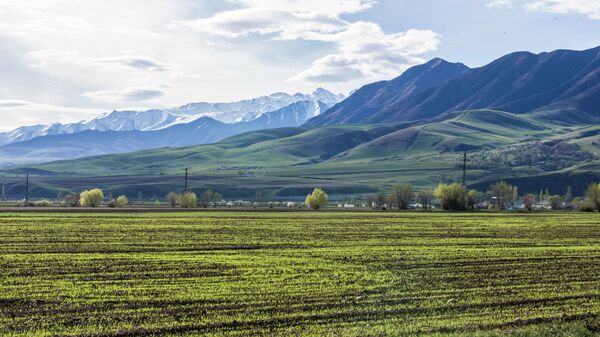 Поле пшеницы на окраине Бишкека - Sputnik Кыргызстан