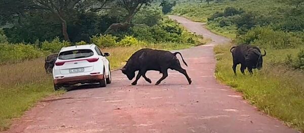 Жоош деп ойлобо! Буйвол турист бараткан автоунааны бир челди - Sputnik Кыргызстан