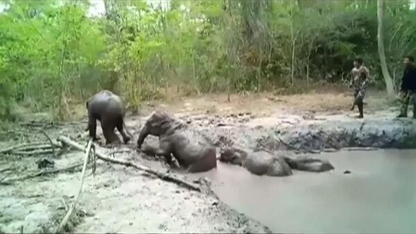 Почти как в Маугли — 6 слонят застряли в грязевой яме. Видео спасения - Sputnik Кыргызстан