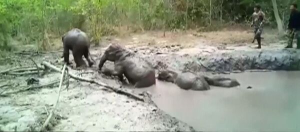 Почти как в Маугли — 6 слонят застряли в грязевой яме. Видео спасения - Sputnik Кыргызстан