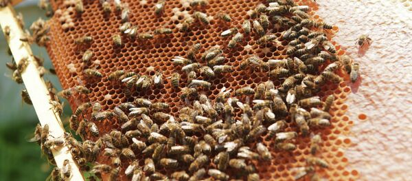 Бал челек. Архив - Sputnik Кыргызстан