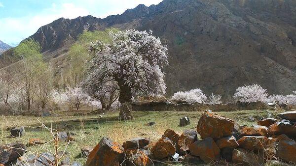 Дерево, которому больше 600 лет, растет в Кыргызстане — видео - Sputnik Кыргызстан