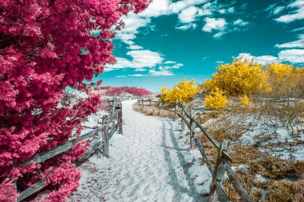 Снимок Island Beach фотографа David Nilsen, особо отмеченный в категории Infrared Color конкурса инфракрасной фотографии Life in Another Light - Sputnik Кыргызстан