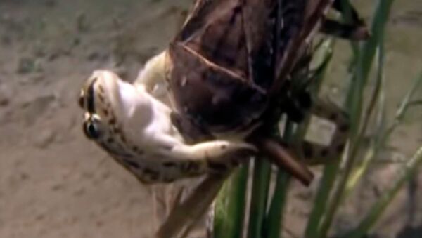 Гигантские клопы охотятся на змей, рыб и черепах — жуткое видео - Sputnik Кыргызстан