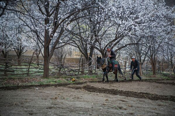 Цветение абрикоса в Баткенской области - Sputnik Кыргызстан