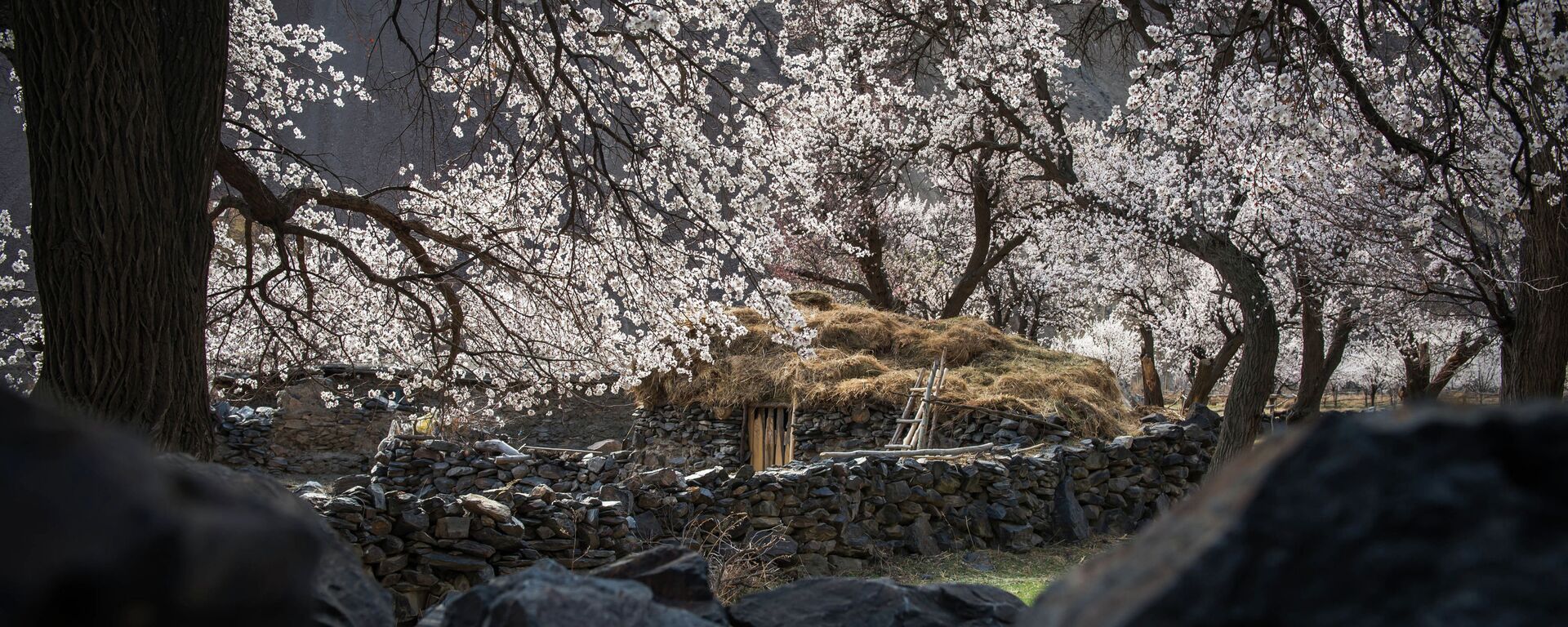 Цветение абрикоса в Баткенской области - Sputnik Кыргызстан, 1920, 24.03.2026