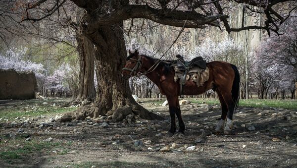 Лошадь привязанный к абрикосу в Баткенской области. Архивное фото - Sputnik Кыргызстан