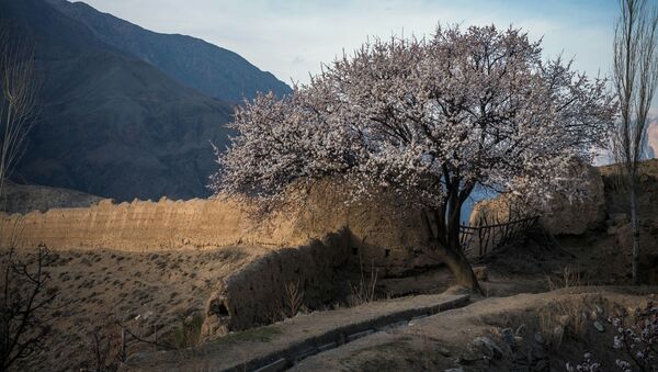 Цветение абрикоса в Баткенской области - Sputnik Кыргызстан