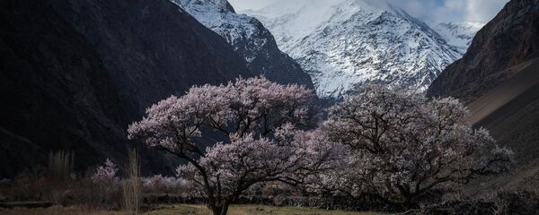 Цветение абрикоса в Баткенской области - Sputnik Кыргызстан