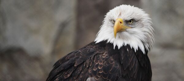 Московский зоопарк - Sputnik Кыргызстан