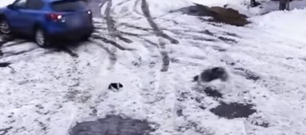 Тиштей качып, ажалдан арачалаганга жетишти. Каарман, боорукер иттин видеосу - Sputnik Кыргызстан