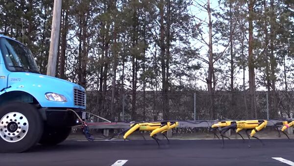 Boston Dynamics робот иттерге машина сүйрөгөндү үйрөттү. Видео - Sputnik Кыргызстан