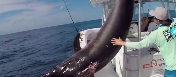 Американец поймал гигантскую рыбу-меч — видео - Sputnik Кыргызстан