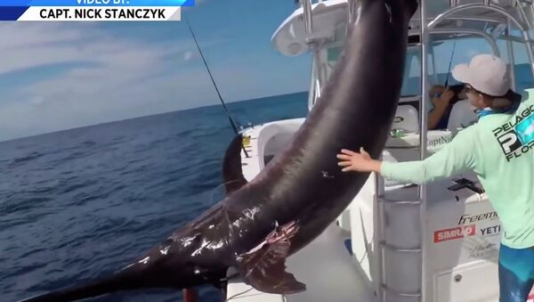 Американец поймал гигантскую рыбу-меч — видео - Sputnik Кыргызстан