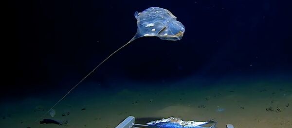 Странное существо на дне Индийского океана попало на видео - Sputnik Кыргызстан