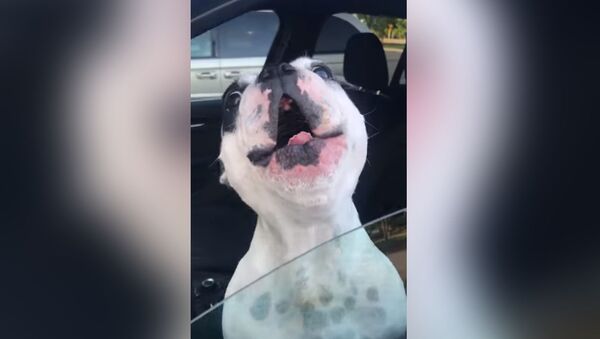 Собака спела оперную арию в машине - забавное видео - Sputnik Кыргызстан
