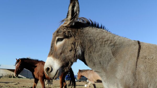 Осел и лошади на ферме. Архивное фото - Sputnik Кыргызстан