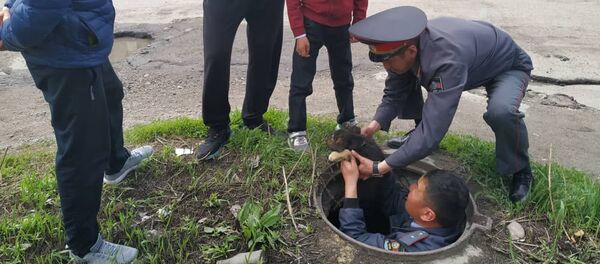 В Караколе милиционеры вытащили из люка упавшего туда щенка - Sputnik Кыргызстан