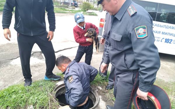 В Караколе милиционеры спасли упавшего в люк щенка - Sputnik Кыргызстан