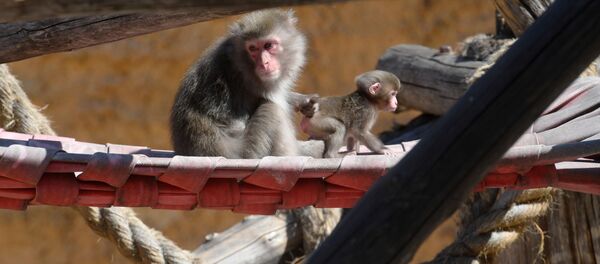 Маймылдар. Архив - Sputnik Кыргызстан