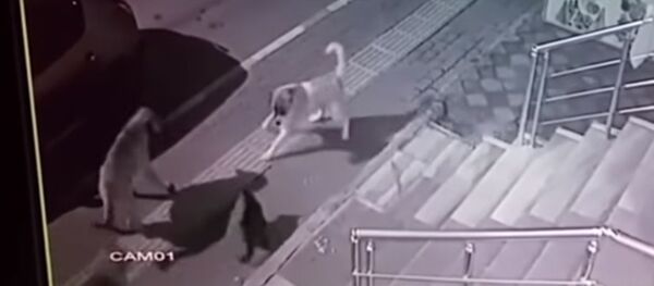 Бесстрашный кот разогнал стаю из шести собак — видео Бесстрашный кот разогнал стаю из шести собак — видео - Sputnik Кыргызстан