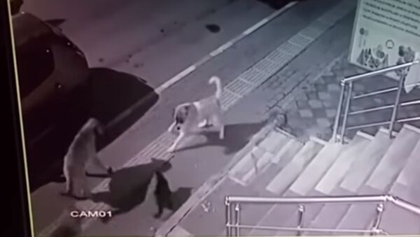 Бесстрашный кот разогнал стаю из шести собак — видео - Sputnik Кыргызстан