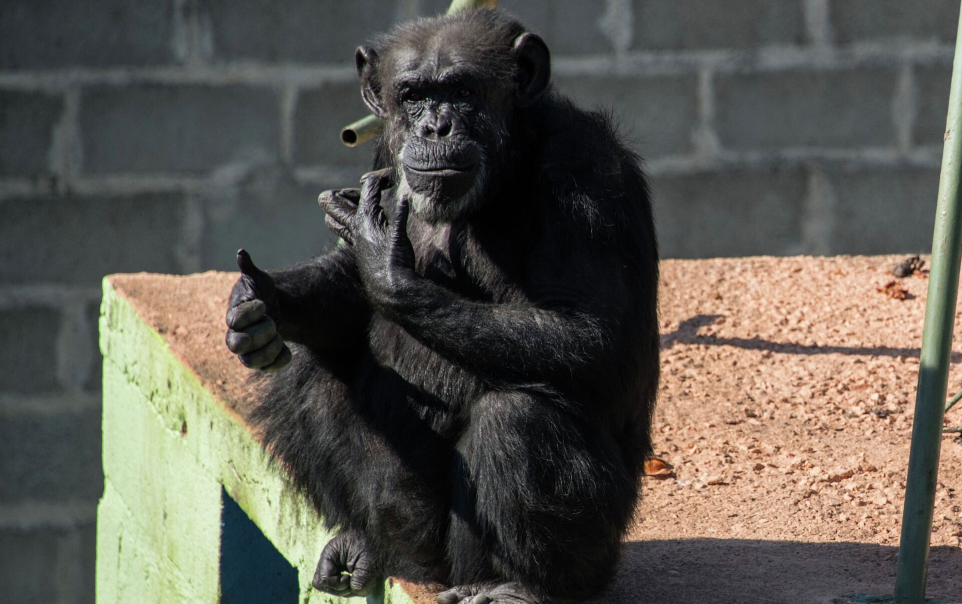 Забавный шимпанзе как правильно. Обезьяна пользуется смартфоном.